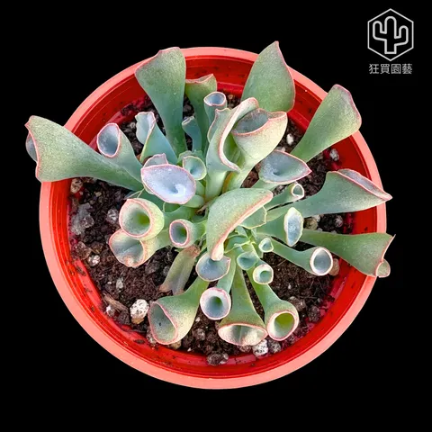紅唇 的複本 的複本 的複本 的複本 - 13-1735908254549