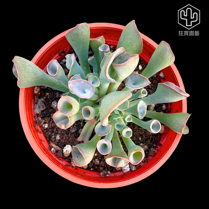 紅唇 的複本 的複本 的複本 的複本 - 13-1735908254549