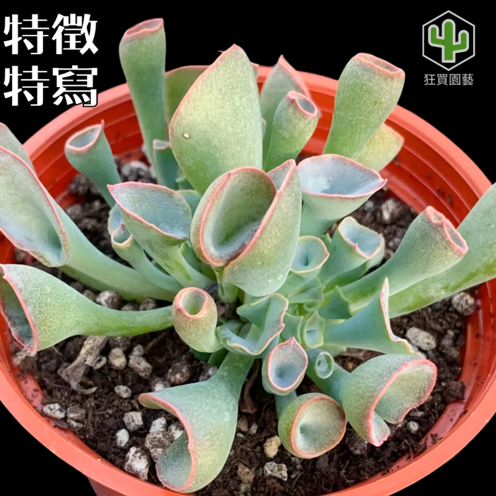 紅唇 的複本 的複本 的複本 的複本 - 14-1735908254574