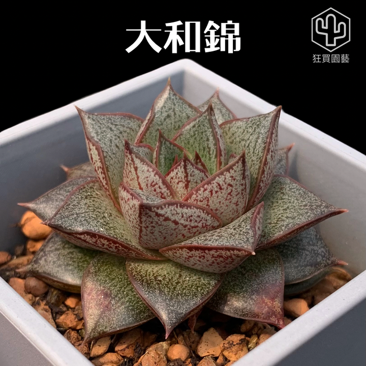 紅唇 的複本 的複本 的複本 的複本 - 26-1735908393902