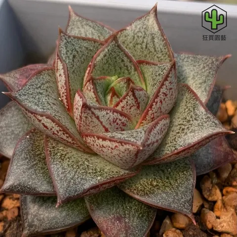 紅唇 的複本 的複本 的複本 的複本 - 27-1735908393885