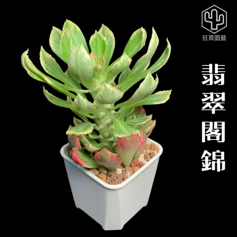 景天2 - 1-1735909831527
