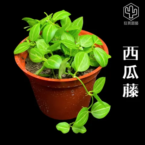 景天2 - 4-1735909957930