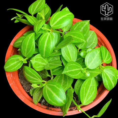 景天2 - 5-1735909957948