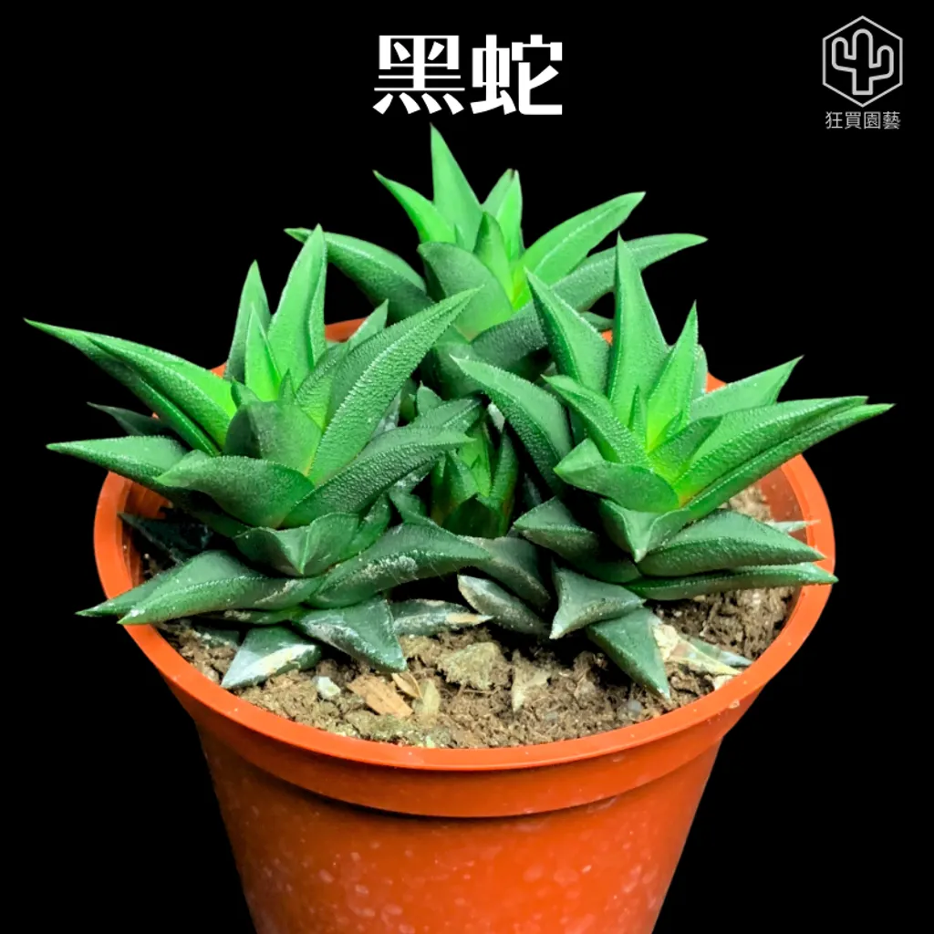 景天2 - 9-1735910083854
