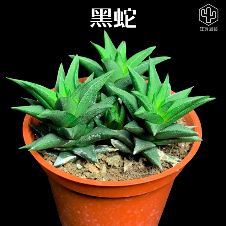 景天2 - 9-1735910083854