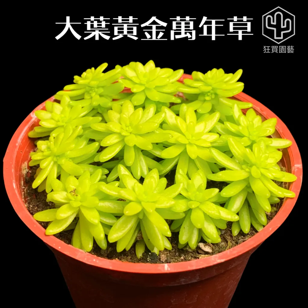 景天2 - 22-1735910328660