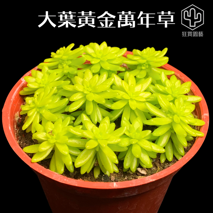 景天2 - 22-1735910328660