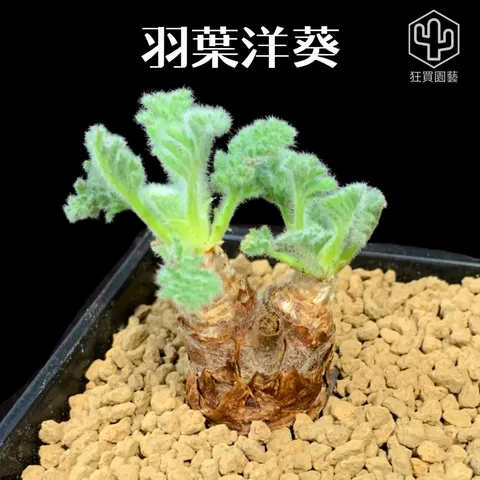 景天2 - 26-1735922749745