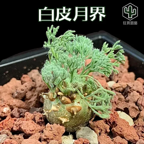 景天2 - 29-1735922909528