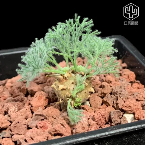 景天2 - 30-1735922909546
