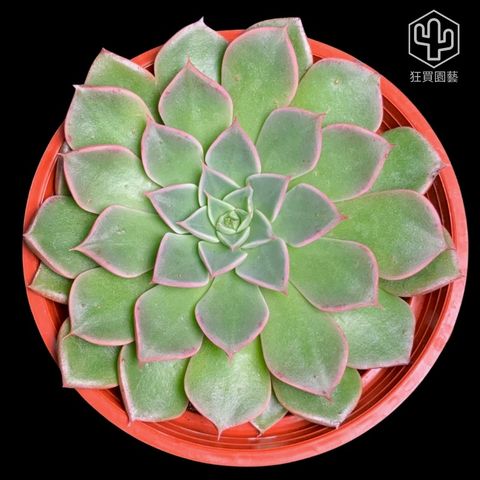 景天 - 4-1735923134730