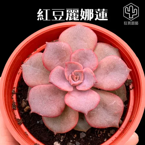 景天4 - 23-1735959027691