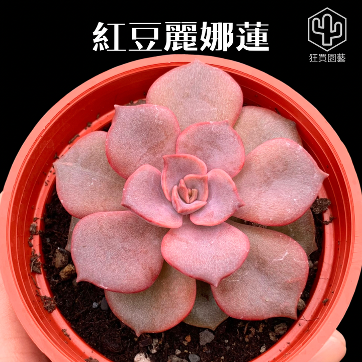 景天4 - 23-1735959027691