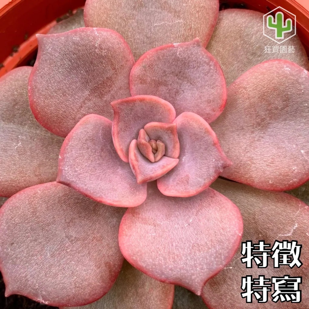 景天4 - 25-1735959027730