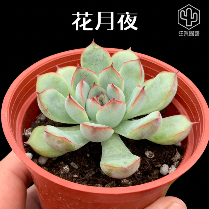 景天4 - 14-1735959151827