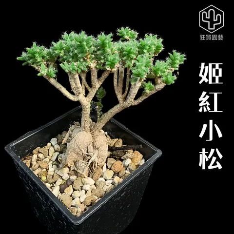 景天3 - 1-1735959233212