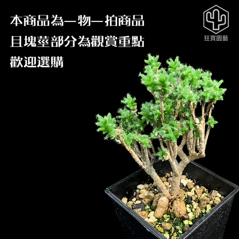 景天3 - 2-1735959233230