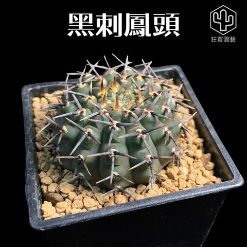 景天3 - 3-1735959308105