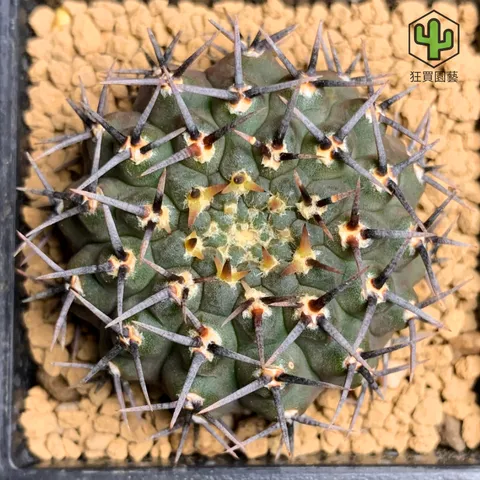景天3 - 4-1735959308126