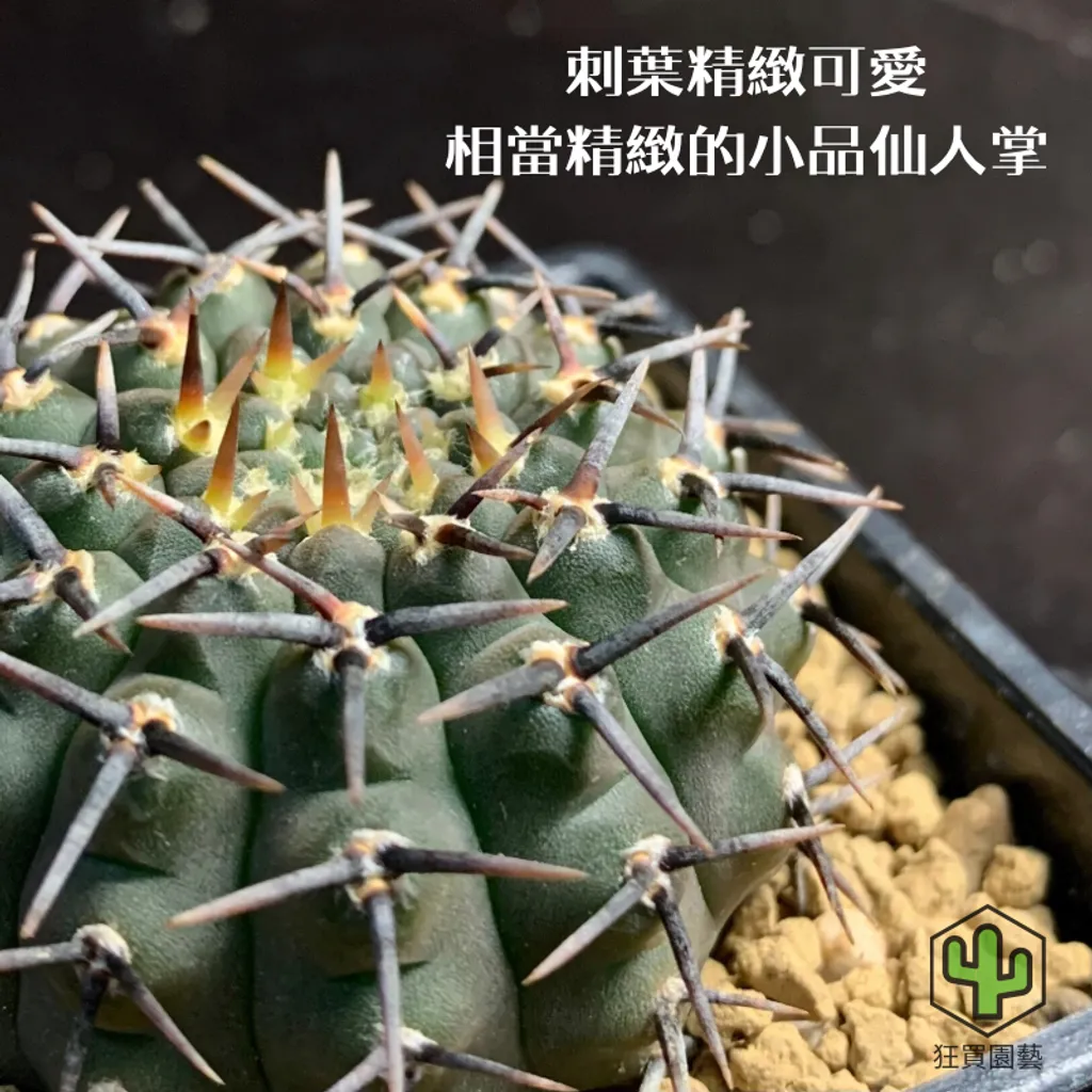 景天3 - 5-1735959308149