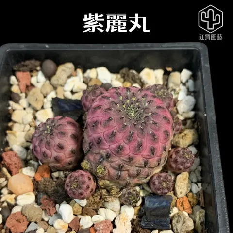 景天3 - 6-1735959418105