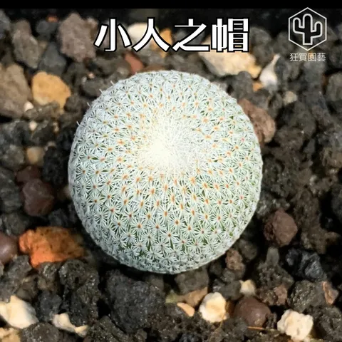 景天3 - 9-1735959529547