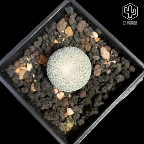 景天3 - 10-1735959529556