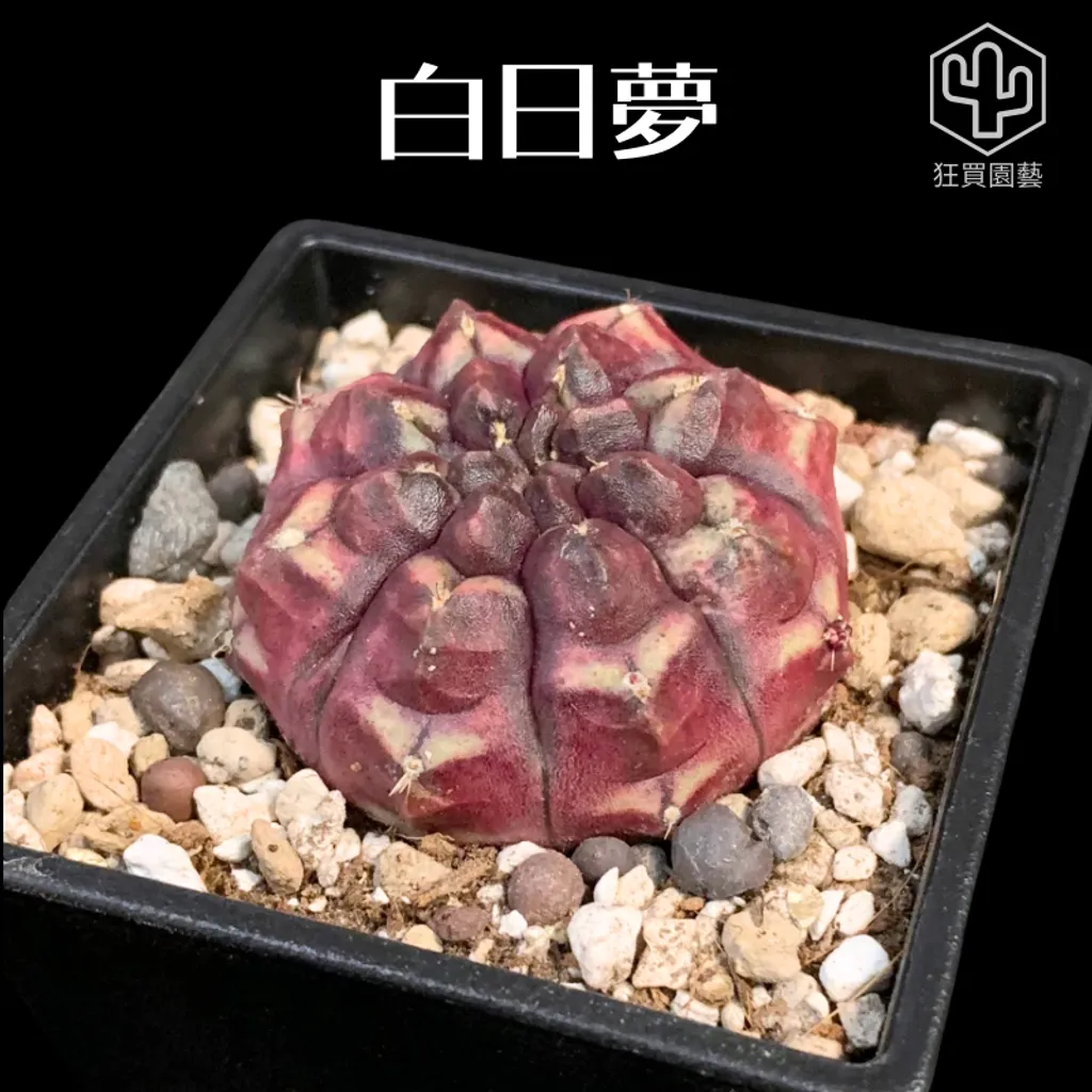 景天3 - 12-1735959670750