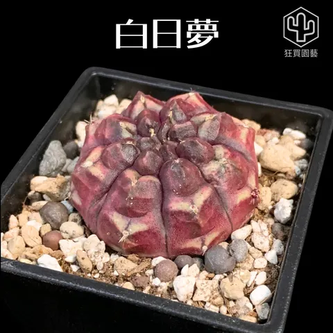 景天3 - 12-1735959670750