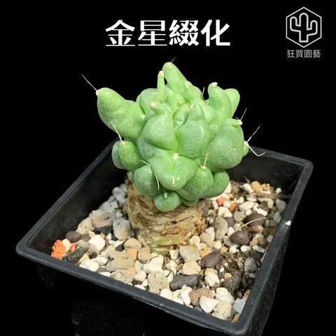 景天3 - 18-1735959938233