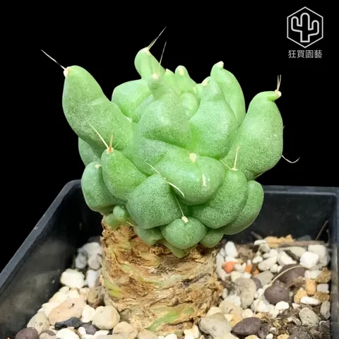 景天3 - 19-1735959938242