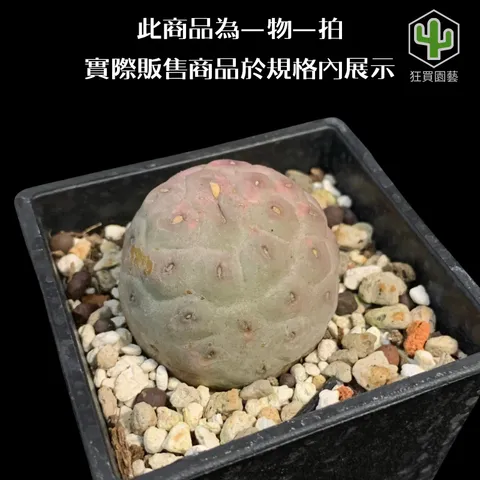 景天3 - 25-1735960127689