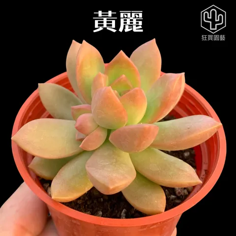 紅唇 的複本 的複本 的複本 的複本 的複本 - 1-1735960247286