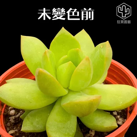 紅唇 的複本 的複本 的複本 的複本 的複本 - 2-1735960247300