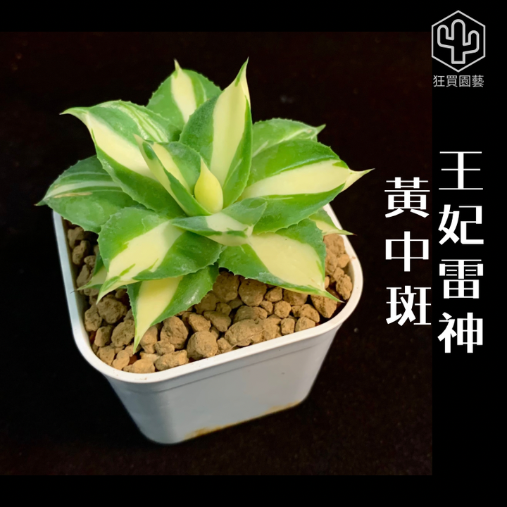 景天4 - 1-1735960808792