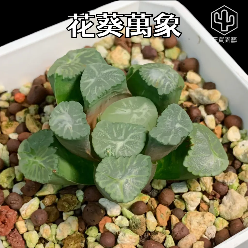 景天4 - 5-1735961096795