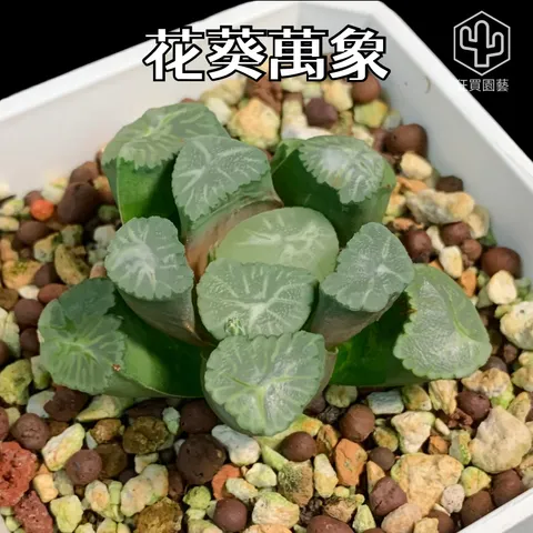 景天4 - 5-1735961096795