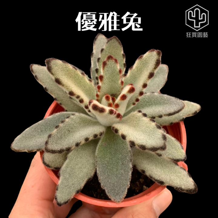 景天4 - 17-1735961276151