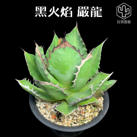 紅唇 的複本 的複本 的複本 的複本 的複本 - 3-1736069856858