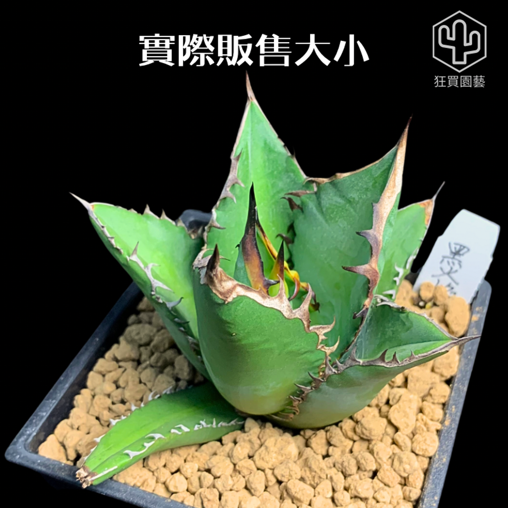 紅唇 的複本 的複本 的複本 的複本 的複本 - 5-1736069856872