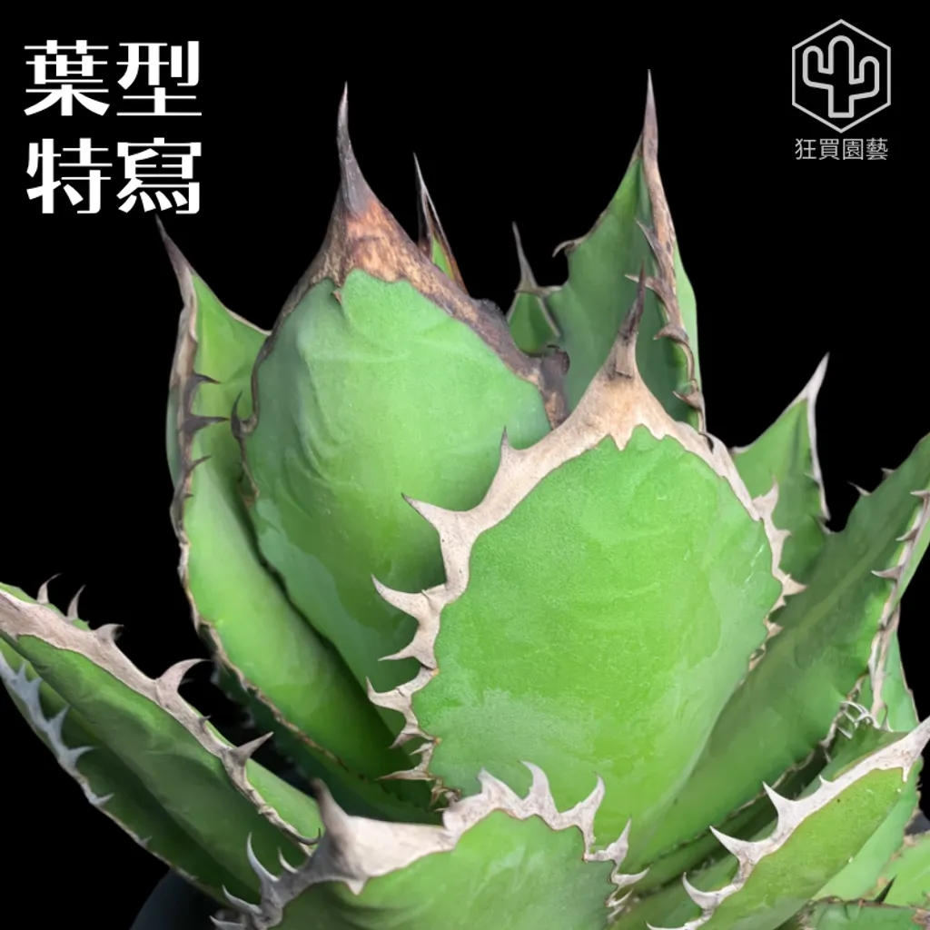 紅唇 的複本 的複本 的複本 的複本 的複本 - 6-1736069856879