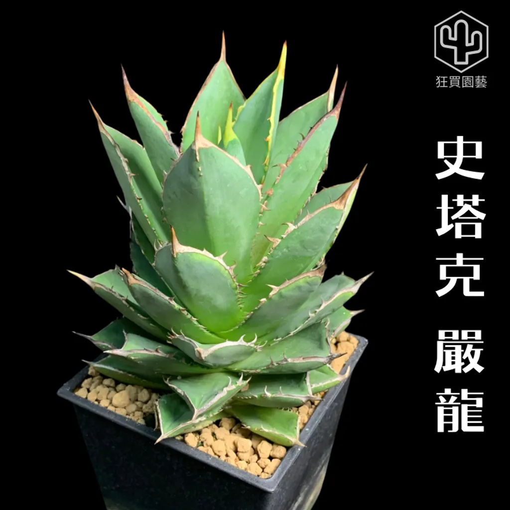紅唇 的複本 的複本 的複本 的複本 的複本 - 7-1736069939674