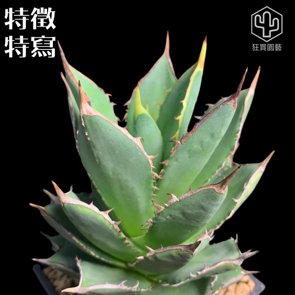 紅唇 的複本 的複本 的複本 的複本 的複本 - 9-1736069939713