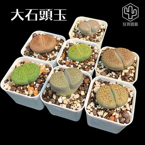 景天4 - 11-1736070114467
