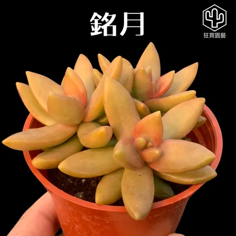 多肉模板 - 第4組 - 6-1736428016916