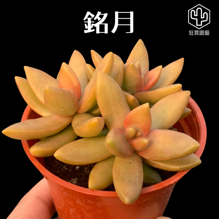 多肉模板 - 第4組 - 6-1736428016916
