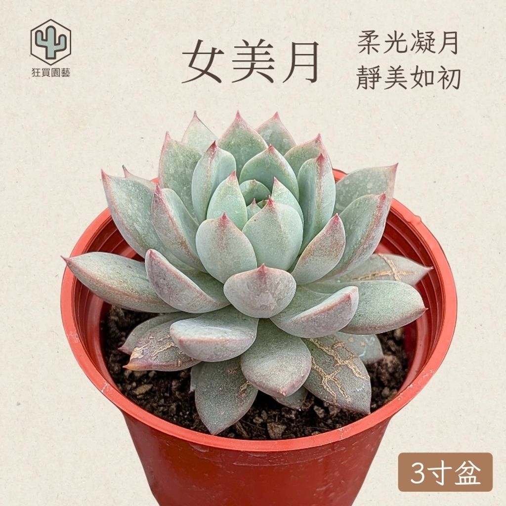 小卷柏 的複本_20251211_223622_0002