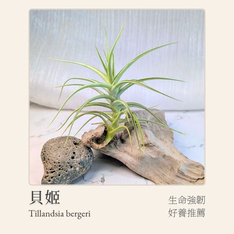 空氣鳳梨模板_20251128_033027_0000