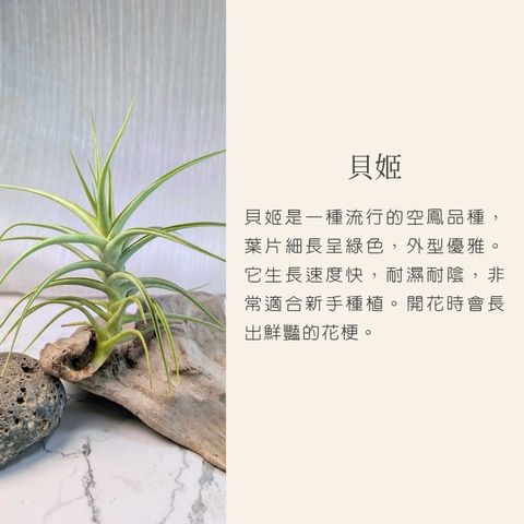 空氣鳳梨模板_20251128_033027_0001